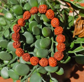 Rudraksha Wrist Bracelet